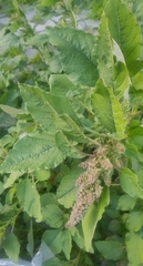 Amaranthus retroflexus