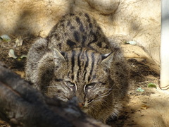 Prionailurus viverrinus