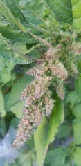 Amaranthus retroflexus
