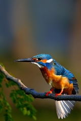 Alcedo atthis