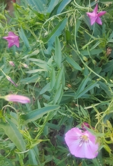 Convolvulus arvensis