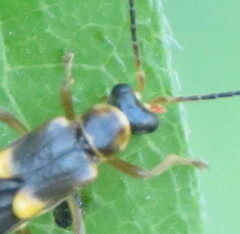 Trypherus latipennis