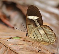 Pierella hortona