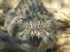 Prionailurus viverrinus