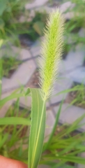 Setaria viridis