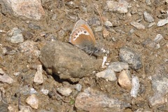 Coenonympha gardetta