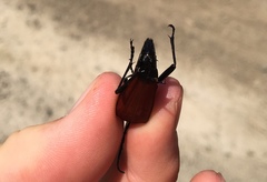 Stenelytrana emarginata