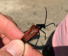 Stenelytrana emarginata