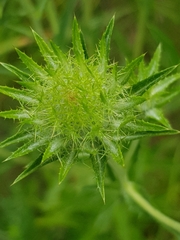 Carlina biebersteinii