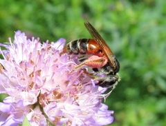 Andrena hattorfiana