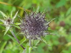 Carlina biebersteinii