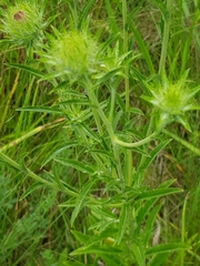 Carlina biebersteinii