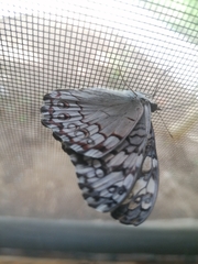 Hamadryas glauconome