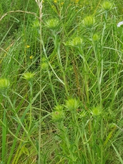 Carlina biebersteinii
