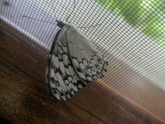 Hamadryas glauconome