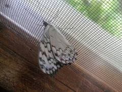 Hamadryas glauconome