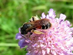 Andrena hattorfiana