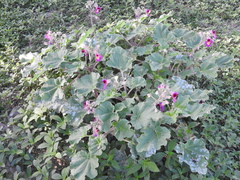 Proboscidea louisianica fragrans