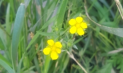 Potentilla paradoxa