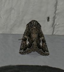 Ulolonche orbiculata