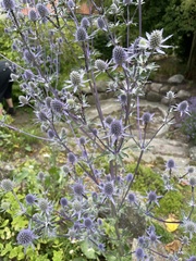 Eryngium planum