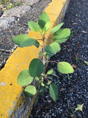 Porophyllum ruderale macrocephalum