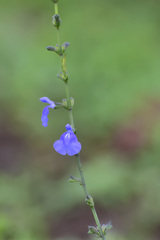 Salvia reptans