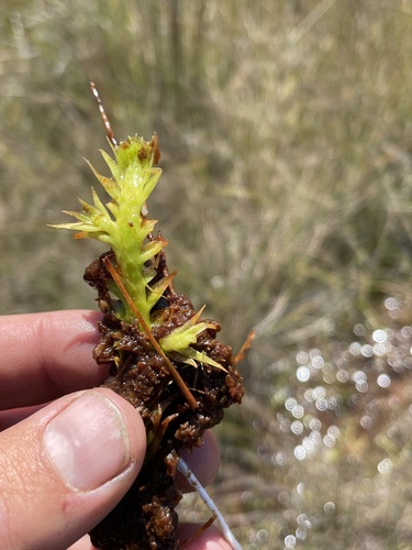 Lycopodiella sarcocaulon image