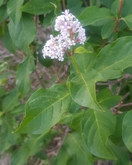 Syringa josikaea