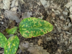 Puccinia smilacis
