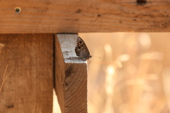 Hipparchia statilinus