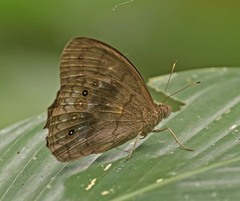 Pseudodebis marpessa