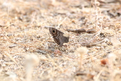 Hipparchia statilinus