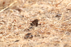 Hipparchia statilinus