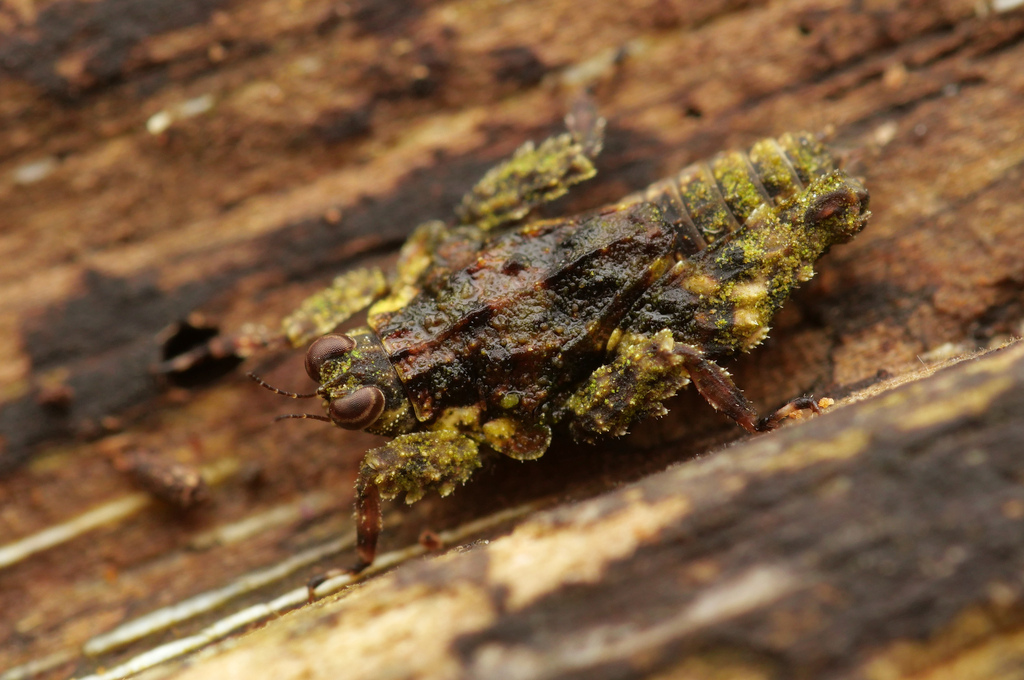Planotettix astrolabebayensis