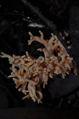 Ramaria lorithamnus