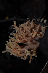 Ramaria lorithamnus