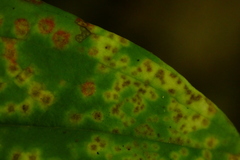 Puccinia smilacis