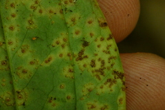 Puccinia smilacis