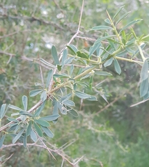Caragana spinosa