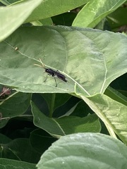 Gnamptopelta obsidianator