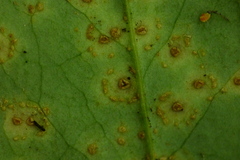 Puccinia smilacis