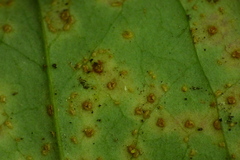 Puccinia smilacis