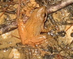 Pseudacris brachyphona