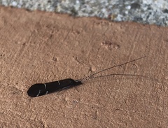 Athripsodes albifrons