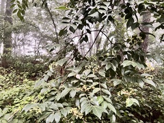 Tetradium ruticarpum