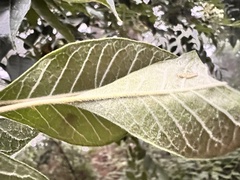 Tetradium ruticarpum