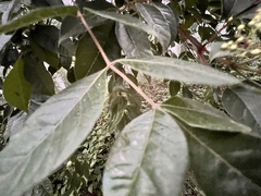 Tetradium ruticarpum