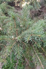 Picea obovata