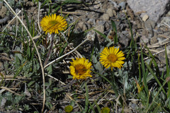 Erigeron aureus